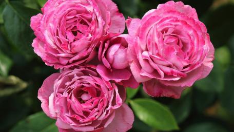 Blossoming Beauty of Pink Roses wallpaper