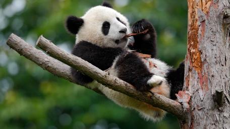 Panda in its Natural Haven wallpaper