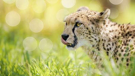 Cheetah wallpaper