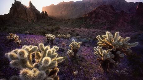 Cholla cactus wallpaper