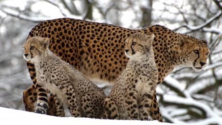 Majestic Leopards in Winter Wonderland wallpaper