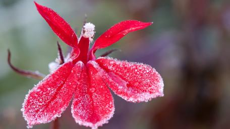 Frosted Red Blossom in Nature's Embrace wallpaper