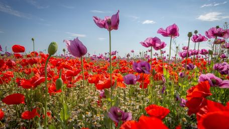 Vibrant Poppy Field Under Blue Sky wallpaper