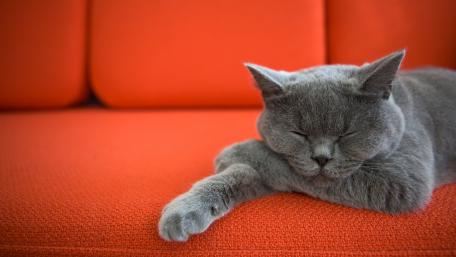 Luxurious Nap of a British Shorthair in 4K wallpaper