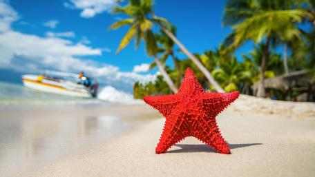 Tropical Beach Bliss with Starfish wallpaper
