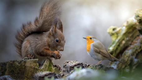 Playful Encounters in Nature wallpaper