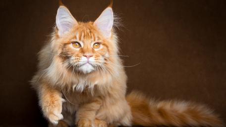Majestic Ginger Maine Coon Cat Wallpaper wallpaper