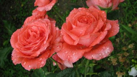 Blooming Coral Roses with Dew Drops wallpaper