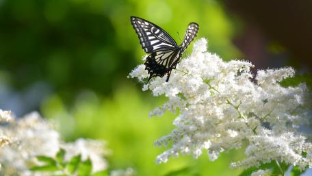Elegant Butterfly on Blooming White Flowering Plant wallpaper