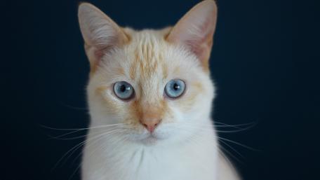Charming Blue-Eyed Cat Wallpaper wallpaper