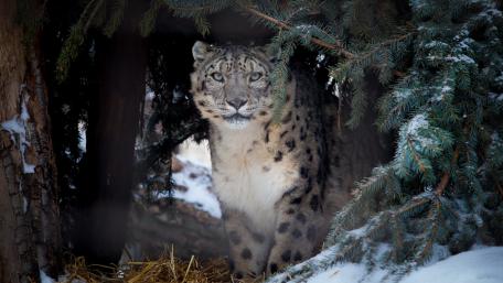Majestic Snow Leopard in the Wild wallpaper
