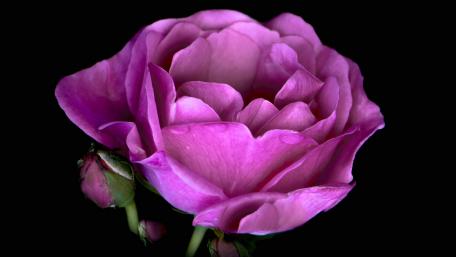 Elegant Pink Rose on a Black Background wallpaper