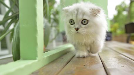 Fluffy White Cat Exploring the Outdoors wallpaper
