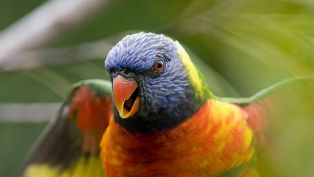 Vibrant Parrot Among Lush Greenery wallpaper