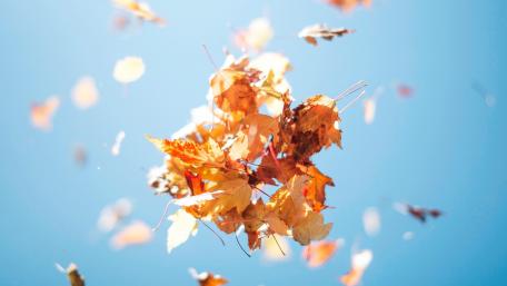 Autumn Leaves Dance Against the Sky wallpaper