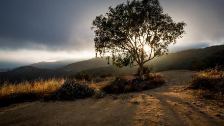 Lone Tree Embracing the Sunset wallpaper