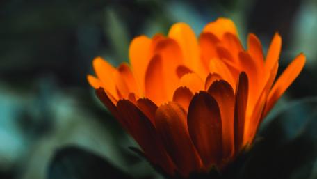 Vibrant Orange Bloom Captured in Detail wallpaper