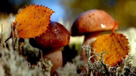 Autumn Mushrooms Among Fallen Leaves wallpaper