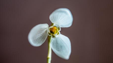 Elegant White Orchid Bloom Against Subtle Background wallpaper
