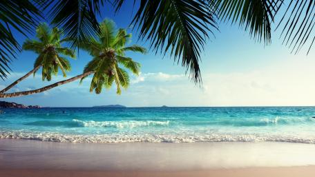 Tropical Paradise Under the Palms wallpaper