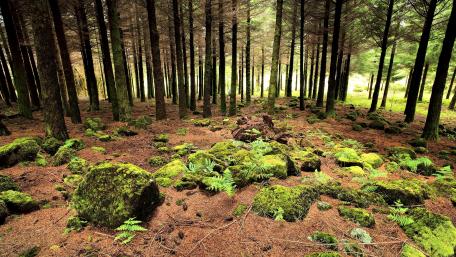 Serene Forest Haven Filled with Life wallpaper