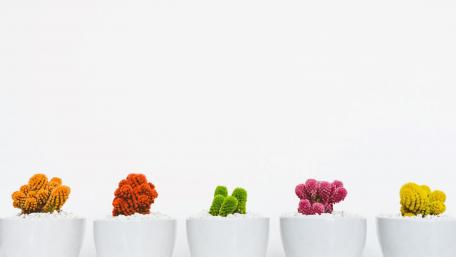 Vibrant Cacti in Minimalist Pots wallpaper