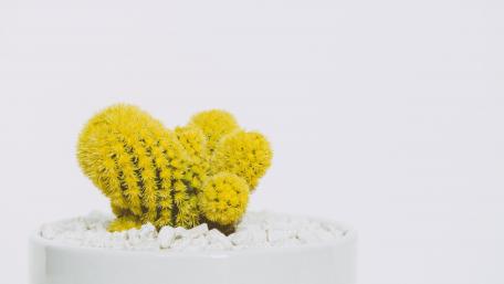 Vibrant Yellow Cactus in White Pot wallpaper