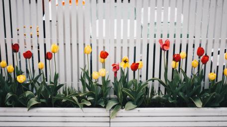 Vibrant Tulips Blooming in Spring Sunshine wallpaper