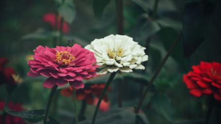 Vibrant Spring Blossoms Inspired by Nature's Palette wallpaper