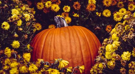 Autumn Pumpkin amongst Golden Flowers wallpaper