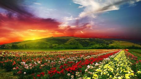 Rose Valley Bulgaria wallpaper