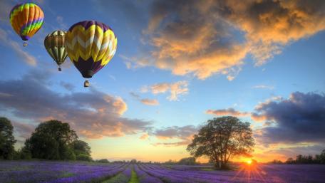 Sunset Flight Over Lavender Fields wallpaper