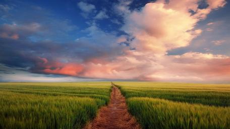 Pathway Through Green Fields wallpaper