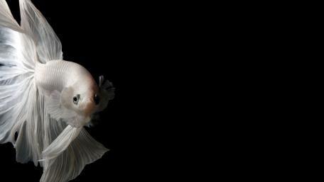 fish wallpaper