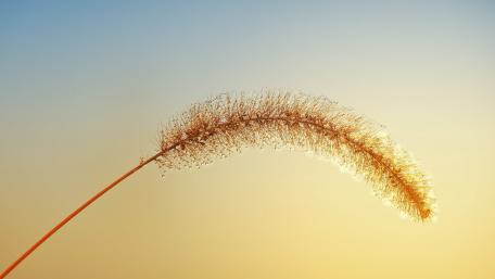 Elegant Grass in Evening Glow wallpaper