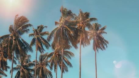 Sunlit Palms in a Summer Breeze wallpaper