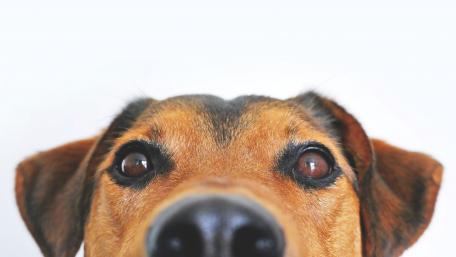 Curious Canine Close-Up wallpaper