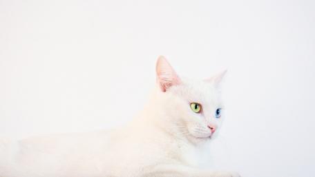 Unique White Cat with Captivating Heterochromia Eyes wallpaper
