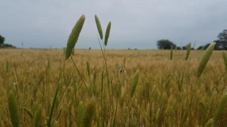 Golden Fields Under a Cloudy Sky wallpaper