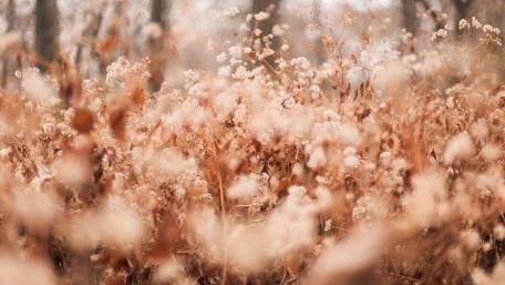 Serene Blurred Flowers in Nature's Embrace wallpaper