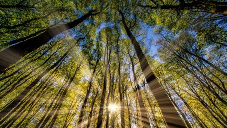 Radiant Sunlight Through Towering Trees wallpaper
