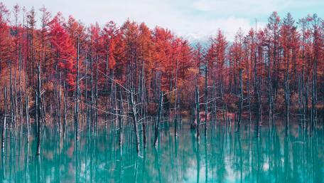 Flooded forest wallpaper