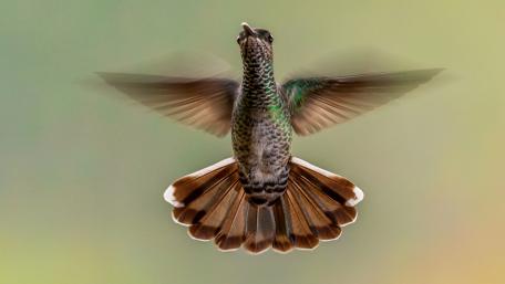 Graceful Flight of the Hummingbird wallpaper
