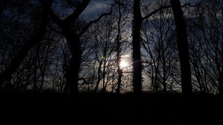 Mysterious Twilight in the Woods wallpaper