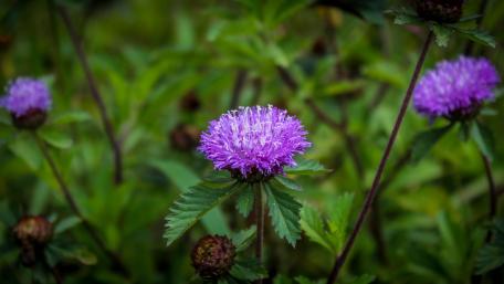 Wild Flowers - Kandy wallpaper