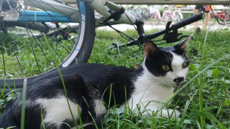 Charming Cat Relaxing in Nature wallpaper