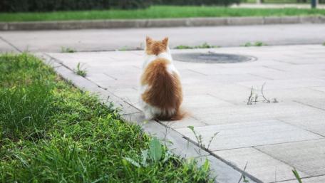 Curious Cat Relaxing on the Pavement wallpaper