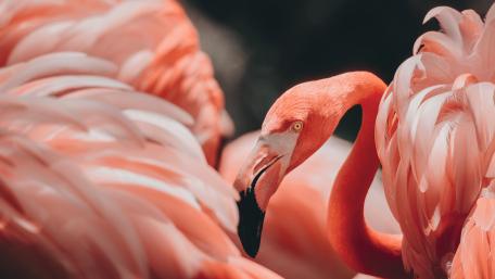 Pink flamingo wallpaper