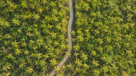 Tropical Serenity Above the Palm Forest wallpaper