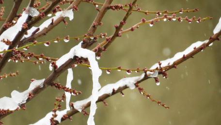Delicate Twigs Adorned with Raindrops and Snowflakes wallpaper